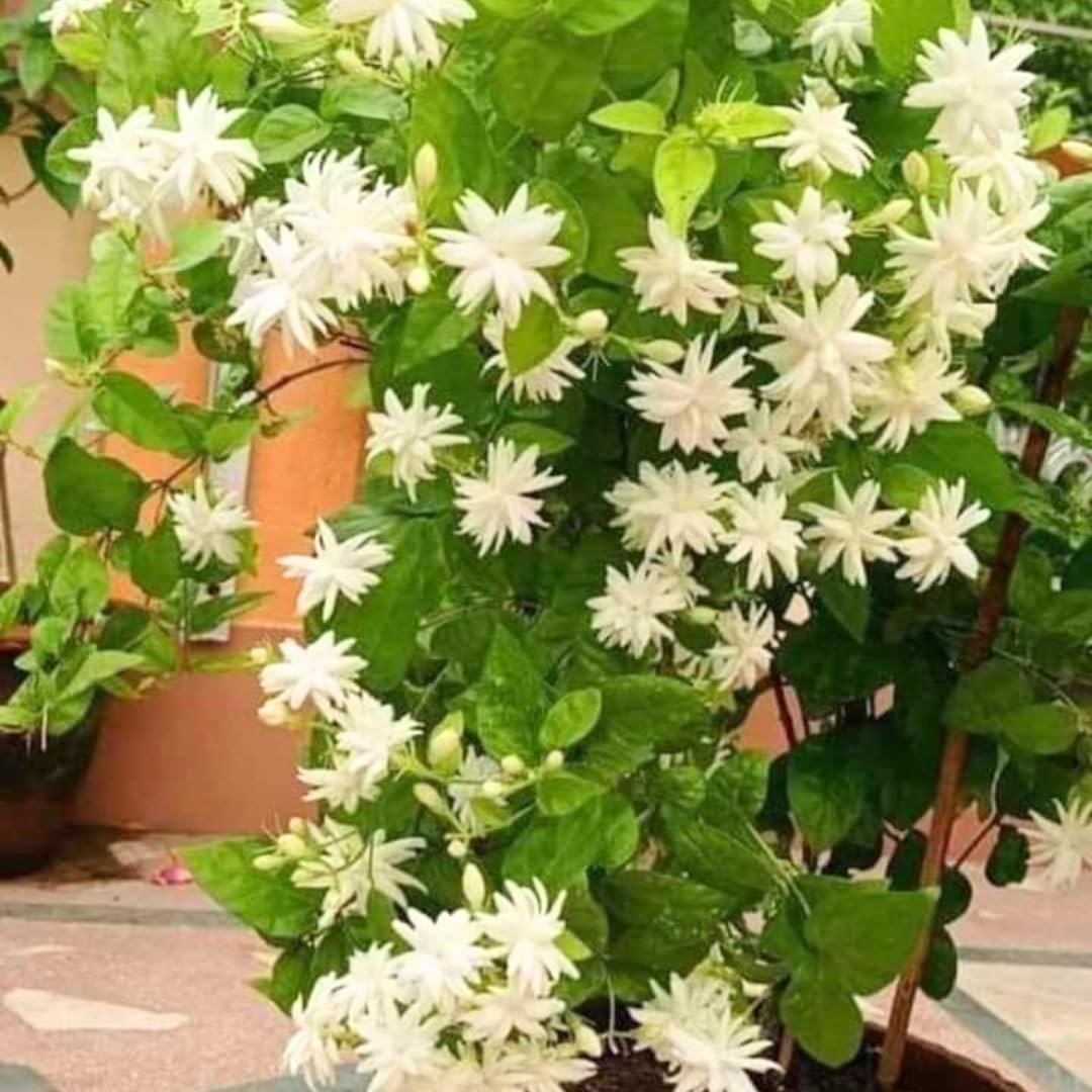 Belle of India Jasmine Plant Live | Size 4 to 5 Inch Tall | Housewarming Friendship Gifts for Women Best Friend Presents for Mom Birthday Gift for New Home