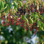 Chokeberry Live Plant, 8 Inch Tall, Live Fruiting Shrub for Homegrown Nutritious Berries, Deciduous Fruit Producer for Small Yards