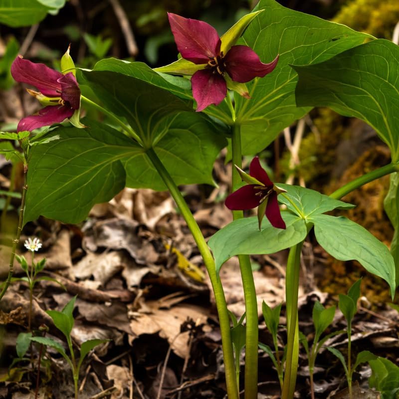 Red Trillium Bulbs, 5 Large Bulbs, Low Maintenance, Perennial Flower Bulbs for Outdoor Garden and Woodland Landscaping