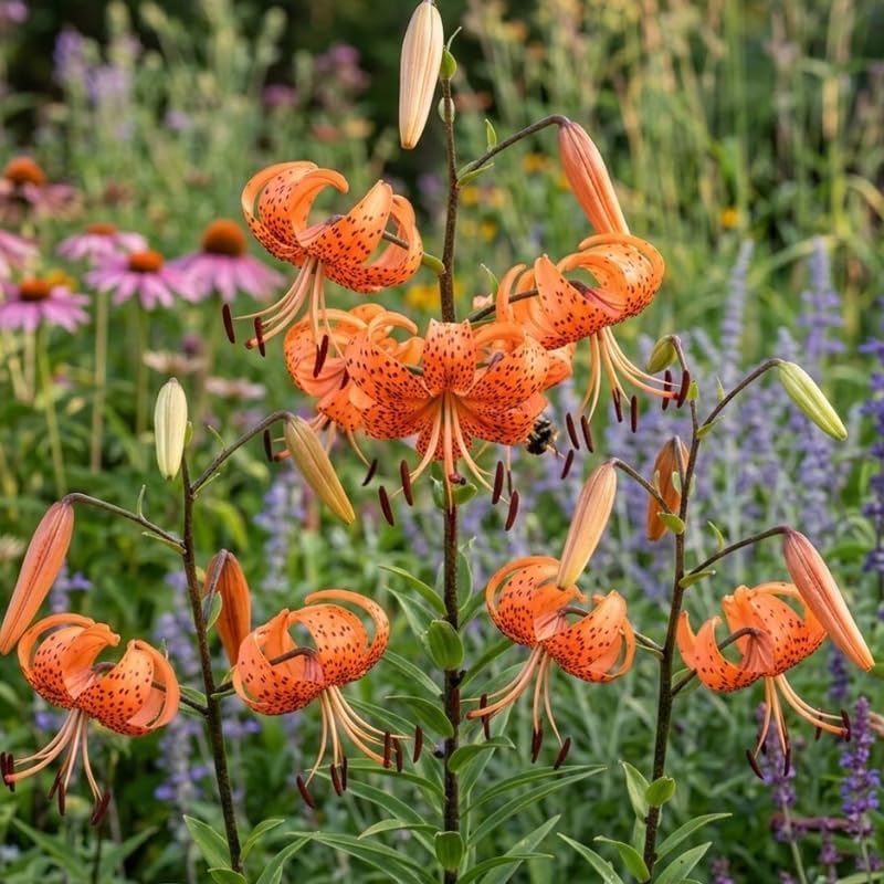 3 Tiger Lily Bulbs for Planting Outdoors, Spotted Petal Variety, Well-Rooted Plant Starters for Large Pots and Backyard Landscapes