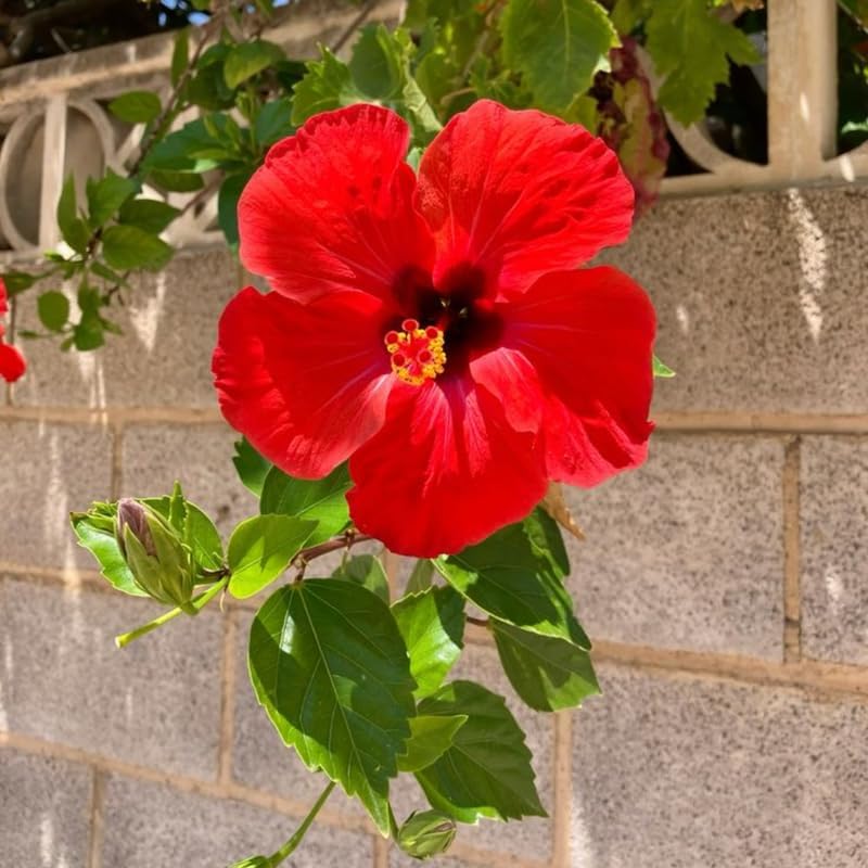 2 Red Rose of Sharon Live Plants | 12–18 Inch Tall | Red Blooming Hibiscus syriacus for Yards, Hedges, Borders & Landscape Design