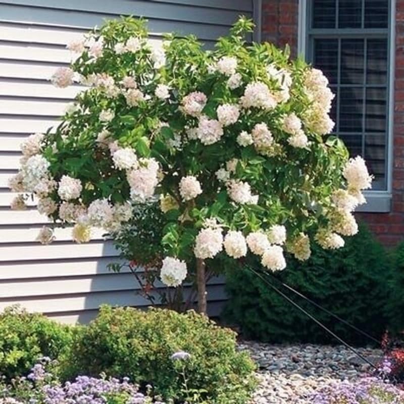 2 Hardy PeeGee Hydrangea Plant Live Shrubs – 6 to 12 Inch Tall | Hardy White Blooming Plants | Beautiful Summer-to-Fall Flowering Bushes