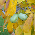 Pawpaw Tree Live Plant, 12-18 Inch Tall in Quart Pot, Native Fruit Tree Starter for Backyard and Garden Rows