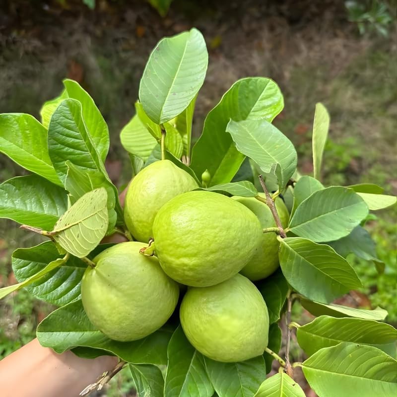 (No Ship to CA,HI,AK) Guava Plants Live for Planting - Thai White Guava Tree, 2-3 Foot Tall Potted Plant, 3 Gallon Size, Easy Care Tropical Greenery, Fruit Tree for Home Landscapes