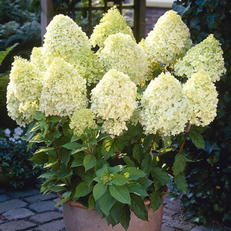 2 Limelight Hydrangea Tree Live Plants | 1-2ft Bare Root Seedlings | Low Maintenance Flowering Shrub | Well-Rooted Plants for Landscapes