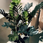 ZZ Plant Live in 6’’ Inch Pot |Black Raven ZZ Plant Live with Glossy Dark Foliage | Easy-Care Zamioculcas for Indoor Rooms, Works Well in Homes, Apartments & Office Settings