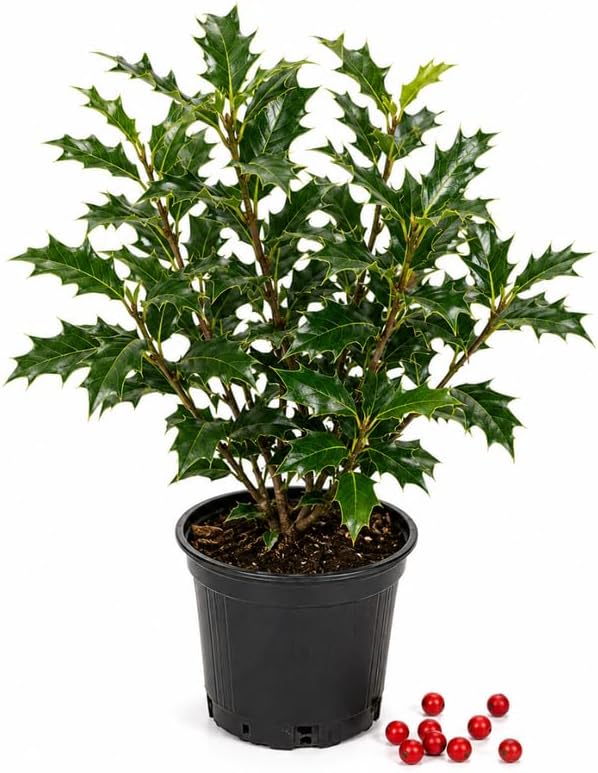 Live Holly Plant, Oak Leaf Holly Plant 6-12" Tall in 4" Pot, Low Maintenance Evergreen Shrub, Live Evergreen Plant for Outdoor Landscape