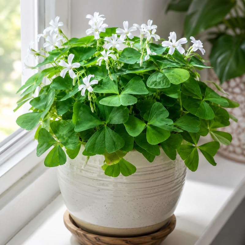 2 Green Oxalis Triangularis Live Plants in Gallon Pot, Low Maintenance False Shamrock Plant, Hardy Perennials, Perfect for Rock Gardens and Shaded Borders