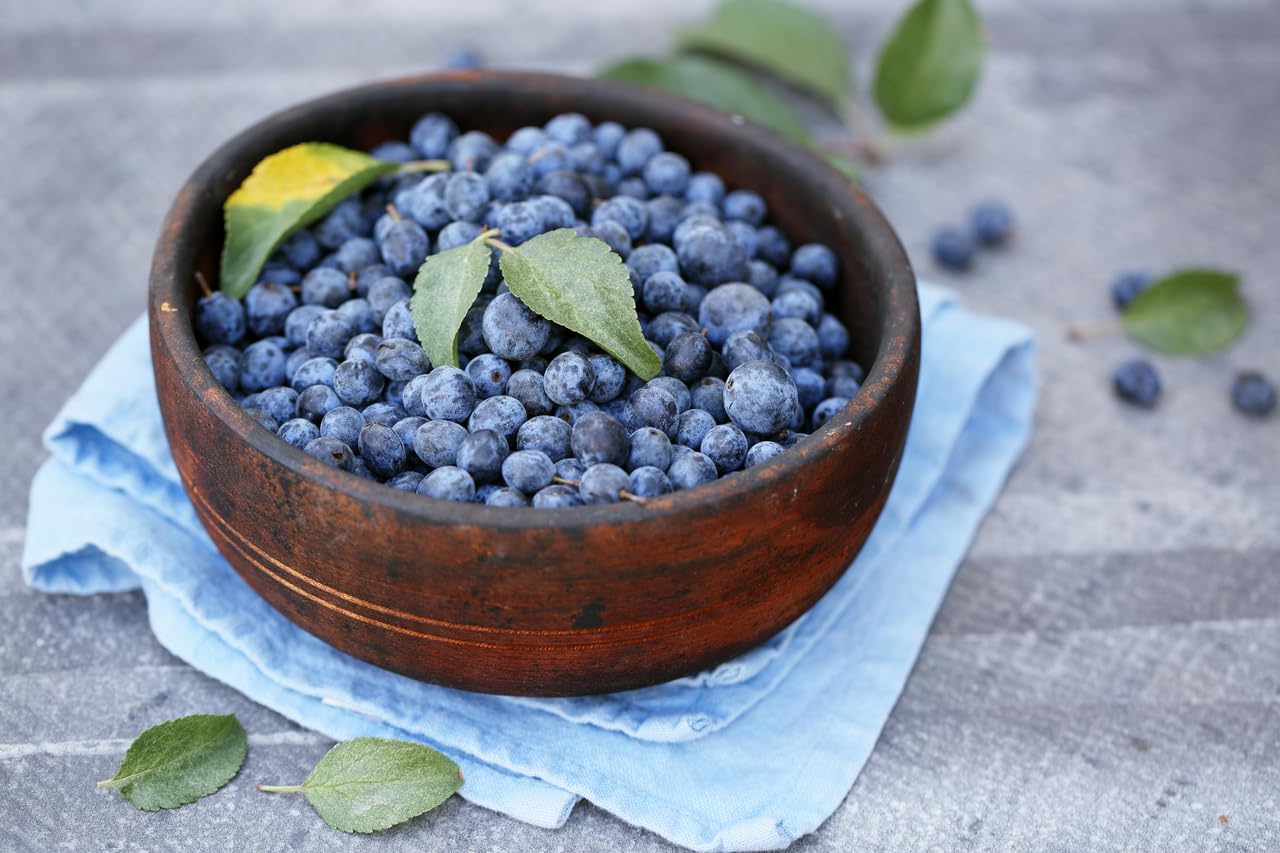 (No Ship to CA,HI,AK) Austin Blueberry Plants Live for Planting - 1 to 2 Feet Tall in 2 Gallon Pot, Fast Growing Blueberries Fruit Trees Live Plants for Patio and Garden