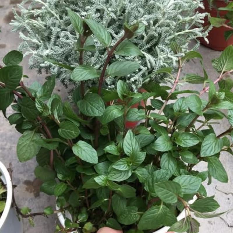 Chocolate Mint Plants Live Outdoor and Garden, Mint Plants Live in 3-Inch Pot, Cold-Hardy Mint Herb for Patios, Containers, and Ground Cover