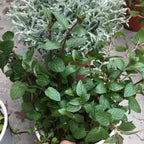Chocolate Mint Plants Live Outdoor and Garden, Mint Plants Live in 3-Inch Pot, Cold-Hardy Mint Herb for Patios, Containers, and Ground Cover