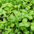 2 Chocolate Mint Plants, 3-Inch Pot, Mint Plants Live, Fast Growing Aromatic Perennial for Modern Landscape and Herb Gardening