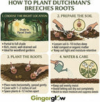 20 Live Dutchman’s Breeches Bare Root Plant, Easy Care, Low Maintenance, Early Spring Blooming Perennial, Ideal for Shade Gardens & Woodland Landscapes