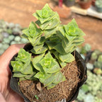 String of Buttons Plant Live | Crassula Perforata Succulent |Live Trailing Succulent in 2 Inch Pot | Rooted Indoor Houseplant for Home or Office Displays