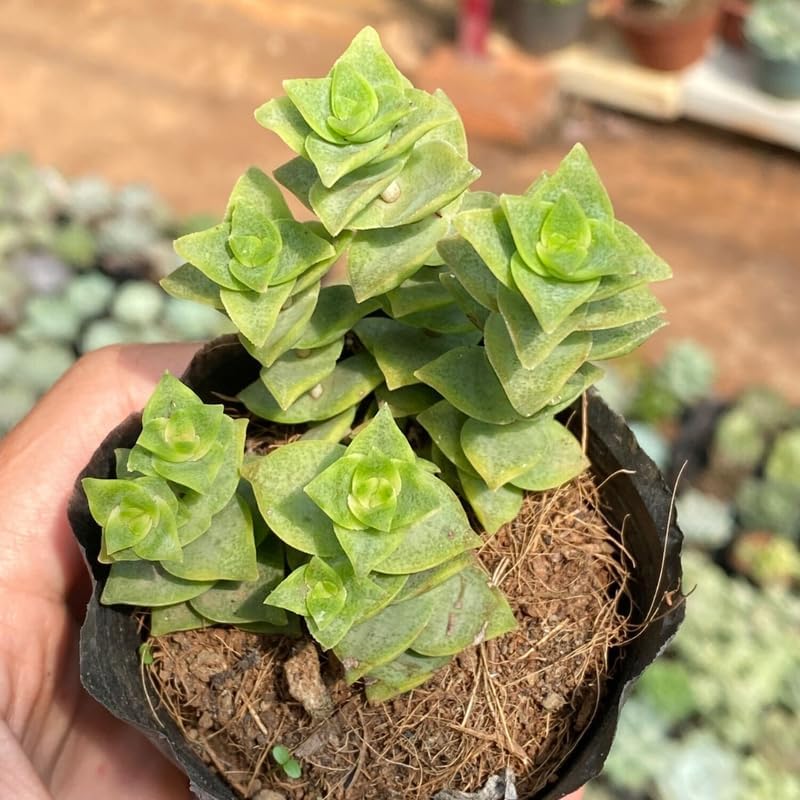 String of Buttons Plant Live | Crassula Perforata Succulent |Live Trailing Succulent in 2 Inch Pot | Rooted Indoor Houseplant for Home or Office Displays