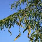 2 Honey Locust Native Seedling Trees | Honey Locust Live Plants for Outdoor Growing | 1–2 Ft Tall Young Trees | Suitable for Shade and Open Landscapes