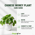 2 Chinese Money Plant Live House Plant in 6 Inch Pot, Pilea Peperomioides Plant, Attractive Indoor Greenery for Desks, Shelves & Small Spaces, Real Plants for Home & Office Décor
