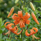 6 Tiger Lily Bulbs, Easy to Grow Summer Flowering Perennial, Low Maintenance Cold-Hardy Bulbs for Sunny Spots