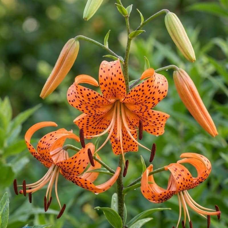 6 Tiger Lily Bulbs, Easy to Grow Summer Flowering Perennial, Low Maintenance Cold-Hardy Bulbs for Sunny Spots