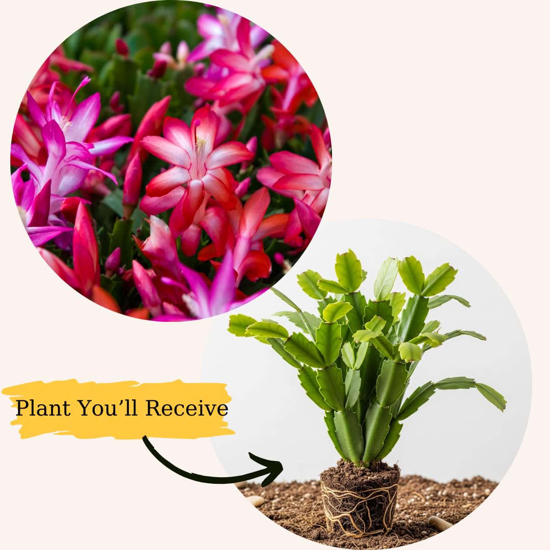 Purple Christmas Cactus Plant Live | 3 to 4 Inch Tall Indoor Decorative Plant for Home & Office | Live Christmas Cactus Plants Houseplants | Christmas Hanging Baskets for Outdoors