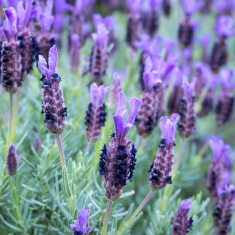 Spanish Lavender Live Plant in 3-Inch Pot, Lavandula Stoechas Aromatic Flowering Shrub, Unique Rabbit Ear Purple Blooms for Patios and Gardens