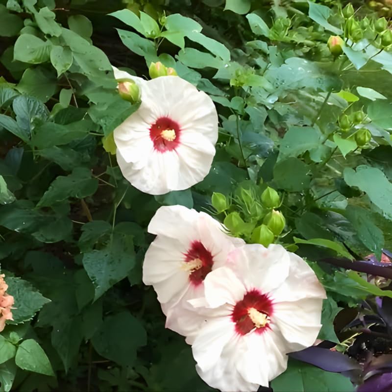 2 White Rose of Sharon Live Plant | 12–18 Inch Tall | Red Heart Althea Hibiscus Plant with Red Center Blooms | Flowering Shrub for Outdoor Garden & Landscape Use