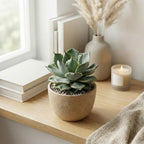 Variegated Agave Succulent Plant, 4" Pot, Robust Agave Isthmensis Hoji Raijin with Spiky Rosette, Sturdy Growth for Desks
