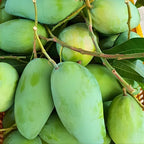 Live Keo Savoy Mango Tree 2.5–3 Ft | Sweet Tropical Mango | Fruit Tree for Yard & Patio | No Ship to CA, HI, AK