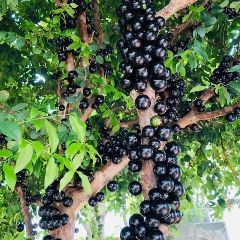 Live Jabuticaba Tree Live Plant | Jaboticaba Fruit Tree 2.5–3 Ft Tall Potted Plant | Hardy Fruit-Bearing Tree for Indoor or Outdoor Growing | No Ship to CA,HI,AK