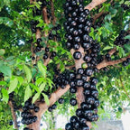 Live Jabuticaba Tree Live Plant | Jaboticaba Fruit Tree 2.5–3 Ft Tall Potted Plant | Hardy Fruit-Bearing Tree for Indoor or Outdoor Growing | No Ship to CA,HI,AK