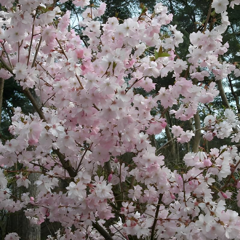 2 Autumnalis Cherry Live Bare Root Seedlings | 8-12" Rooted Cuttings | Cold-Hardy Prunus Subhirtella Flowering Trees & Well-Rooted