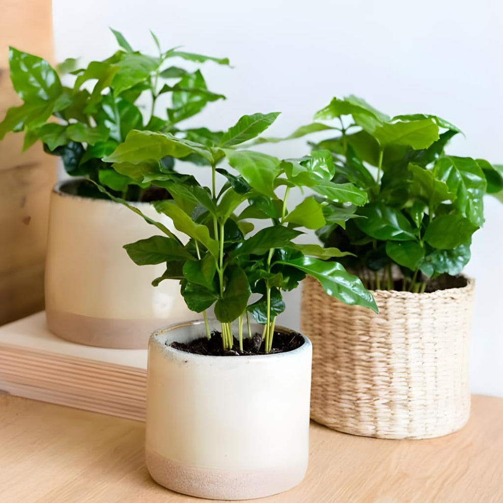 Arabica Coffee Plant Live in 4" Inch Pot | Coffea Arabica Houseplant with Glossy Green Leaves | Easy-Care Indoor Plant for Home, Office & Collections