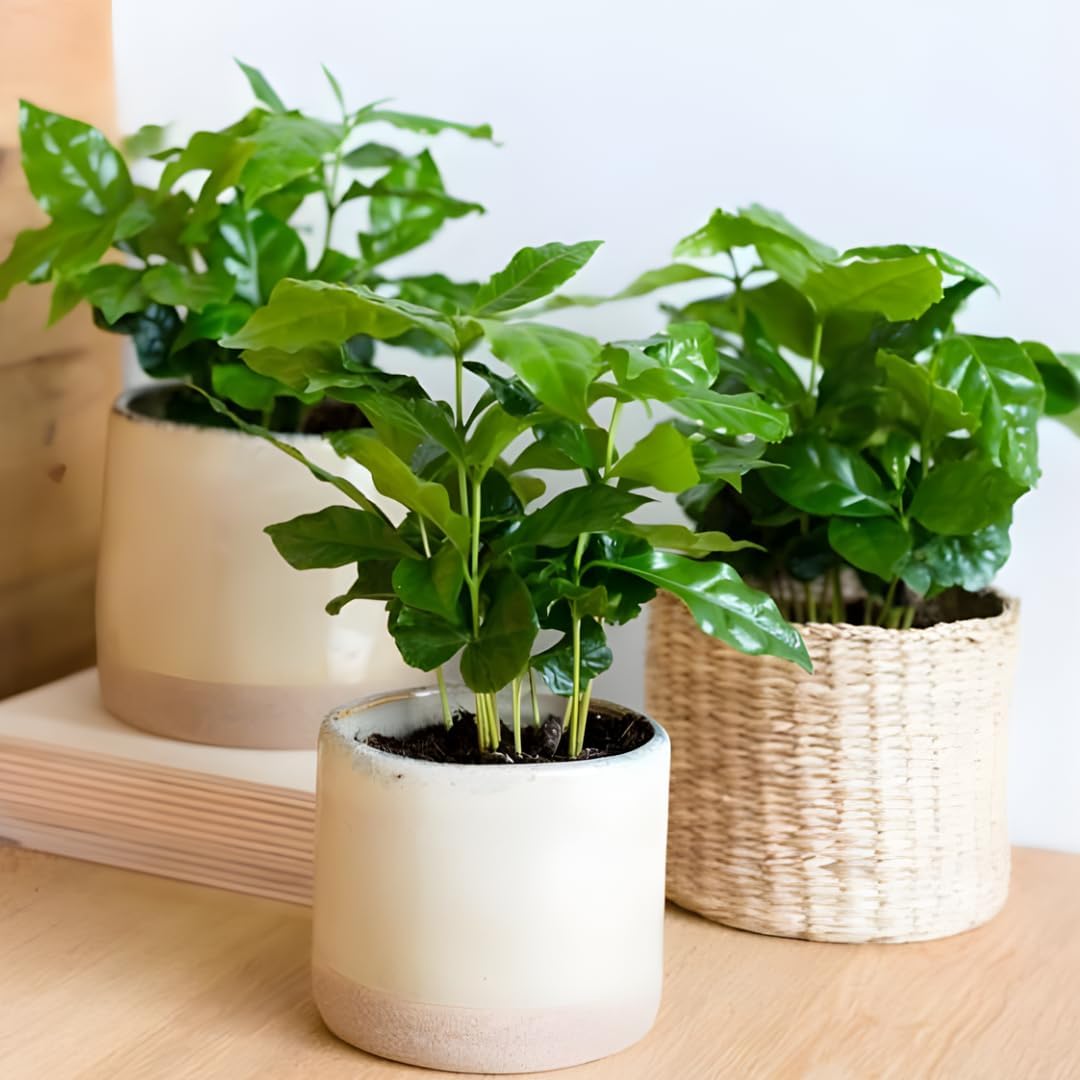 Arabica Coffee Plant Live in 4" Inch Pot | Coffea Arabica Houseplant with Glossy Green Leaves | Easy-Care Indoor Plant for Home, Office & Collections