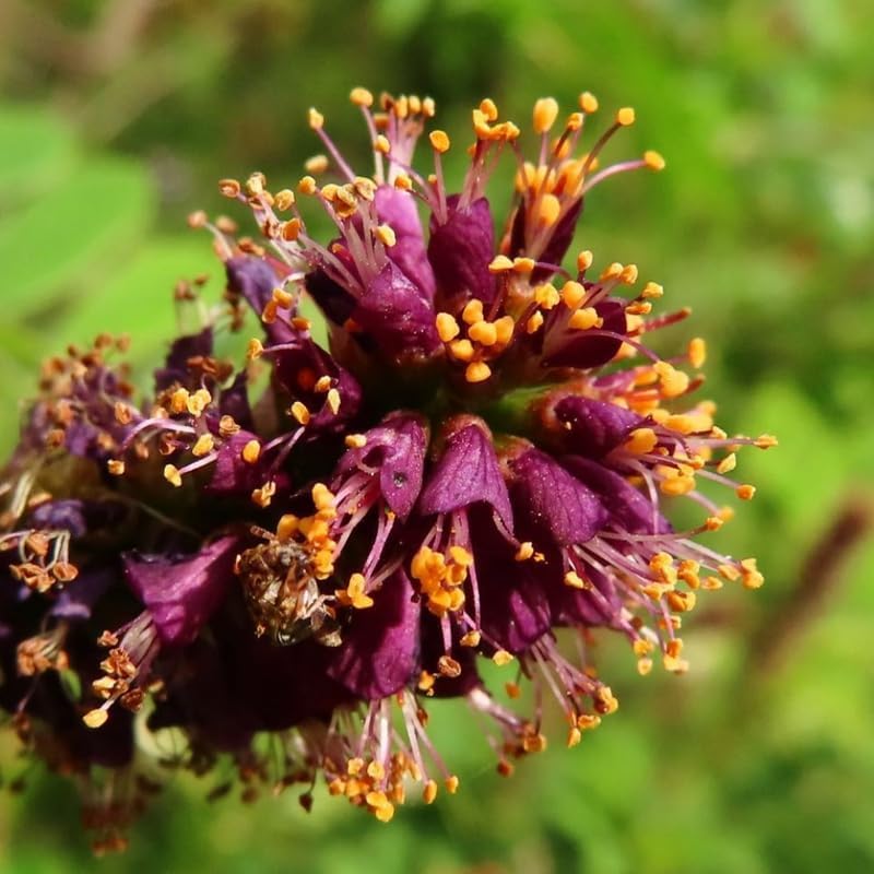 10 False Indigo Bush Live Plant | 1-2ft Bare Root Seedlings | Low Maintenance Native Deciduous Shrub | Well-Rooted Flowering Plant