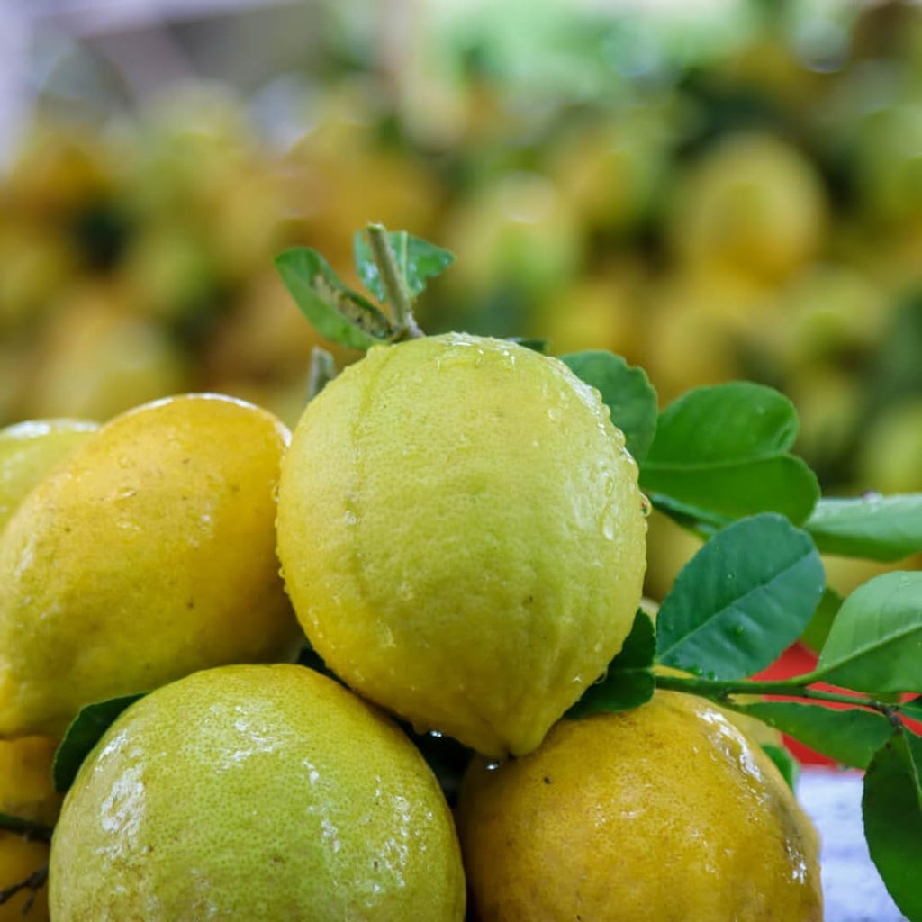 Meyer Lemon Tree Live for Planting | 1–2 Ft Live Citrus Plant | Easy-Grow Fruit Tree for Indoor or Outdoor Houses | No Ship to CA,HI,AK