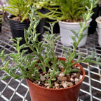 String of Dolphins Plant 4'' Inch Pot | Live Trailing Succulent Houseplant | String of Dolphins Plant Live for Shelves, Pots & Hanging Planters