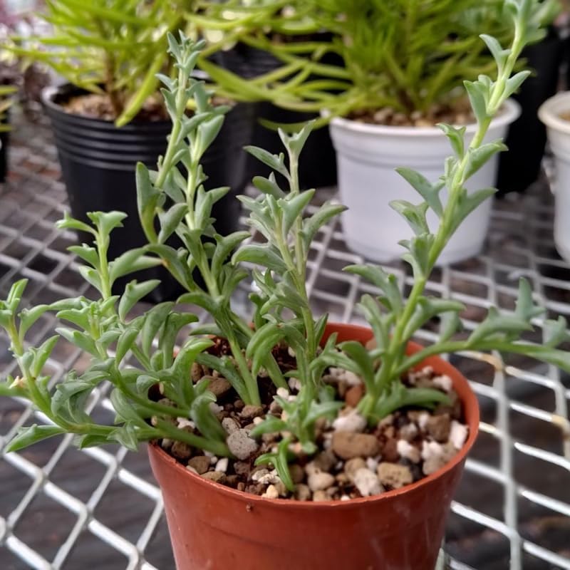 String of Dolphins Plant 4'' Inch Pot | Live Trailing Succulent Houseplant | String of Dolphins Plant Live for Shelves, Pots & Hanging Planters