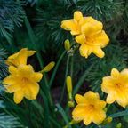 5 Stella de Oro Daylily Live Roots, Low Maintenance Sun-Loving Yellow Flowers, Vigorous Golden Yellow Perennial Bulbs for Landscaping