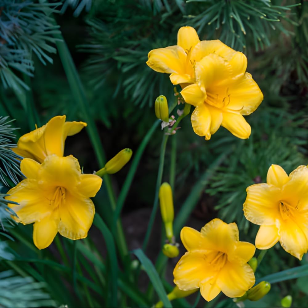 5 Stella de Oro Daylily Live Roots, Low Maintenance Sun-Loving Yellow Flowers, Vigorous Golden Yellow Perennial Bulbs for Landscaping