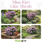 Miss Kim Lilac Shrub Live Plant, Starter Plant in Quart Pot, Cold Hardy, Fragrant Lilac Tree Ready to Plant for Outdoor Garden