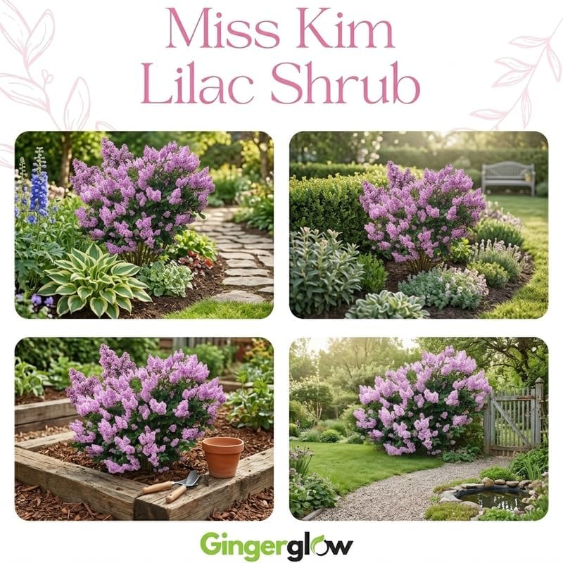 2 Miss Kim Lilac Trees Ready to Plant, Quart Pot Korean Lilac Bush, Fragrant Flowering Shrubs for Garden Landscaping
