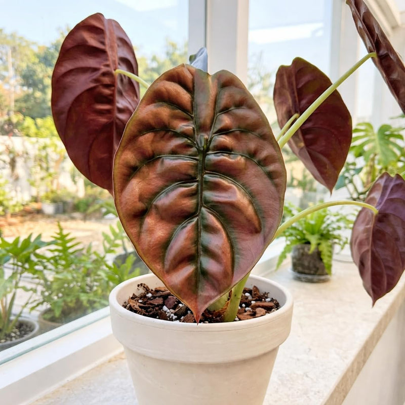 Alocasia Cuprea Plant, 4-Inch Tall Alocasia Live Plant, Well Rooted, Low Maintenance Tropical Plant for Home Decor or Garden