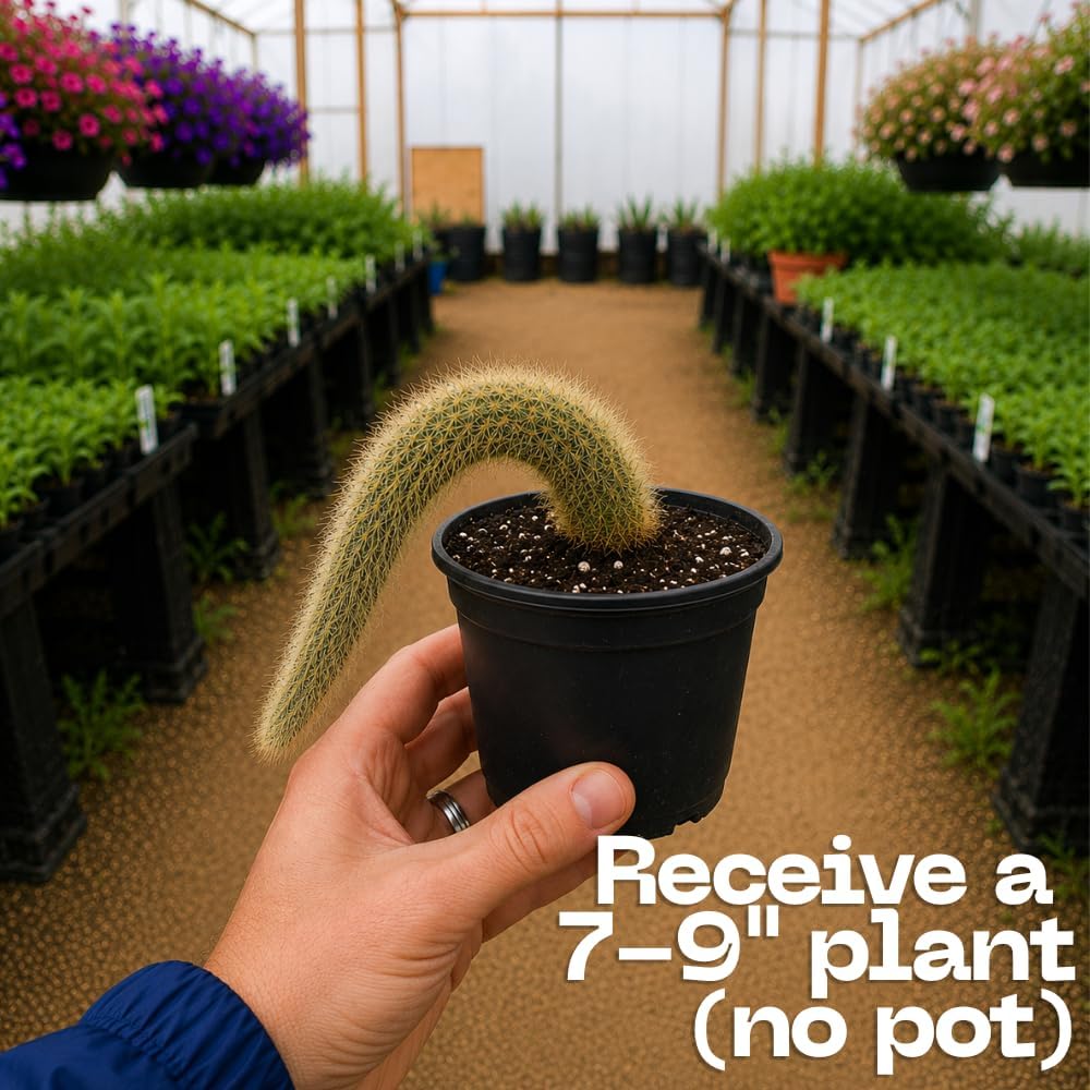 Rare Monkey Tail Cactus Live Plant – 7-9 Inch Succulent for Indoor & Outdoor, Unique Trailing Live Succulent, Ideal Gift for Plant Lovers