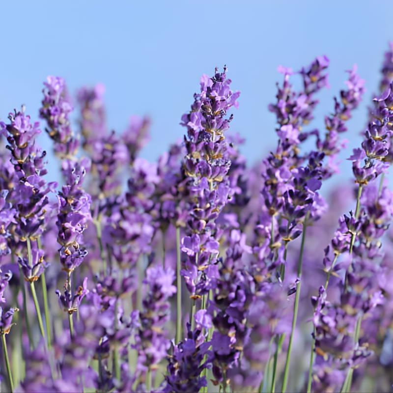3 English Lavender Flower Plant, 3" Potted Plant, Easy Care Herb Garden Starter, Aromatic Purple Blossom Plant for Home and Office