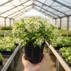 Night Blooming Jasmine Plant Live in 4 Inch Pot | Fragrant Night Blooming Plant | Live Jasmine Plant for Indoor Spaces, Home & Office Décor | Easy to Grow