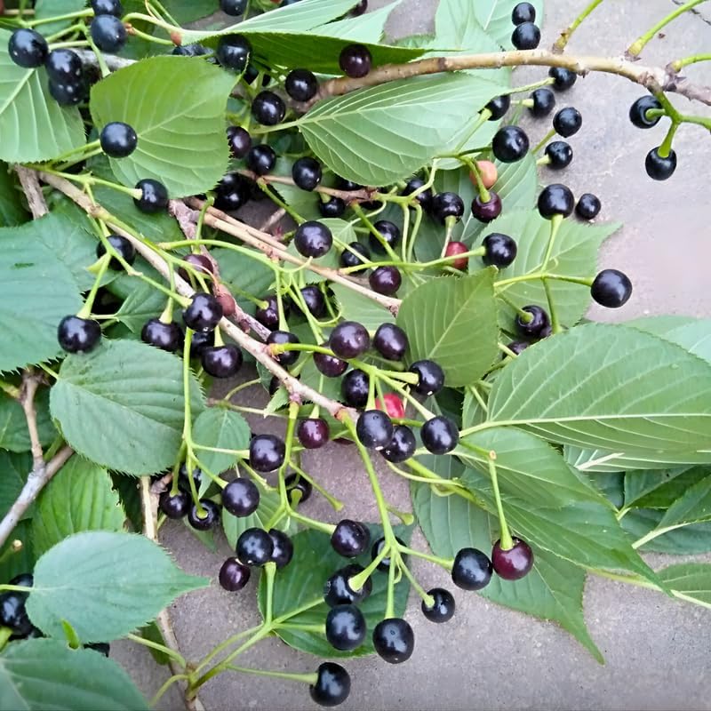 2 Black Cherry Tree Live Plants | Fruit Tree 6–12 Inches Tall | Suitable for Outdoor Garden, Backyard Planting & Landscape Use