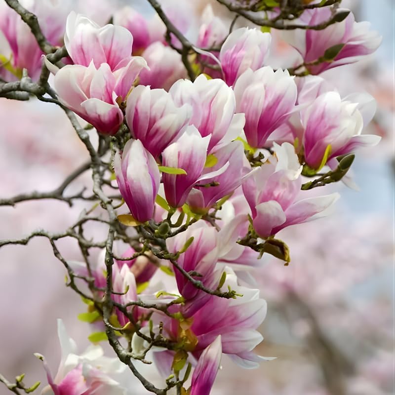 2 Jane Magnolia Tree Live | Jane Magnolia Plants Live for Gardens | 8–12 Inches Tall Young Rooted Cuttings | Great for Landscape Projects and Home Gardens