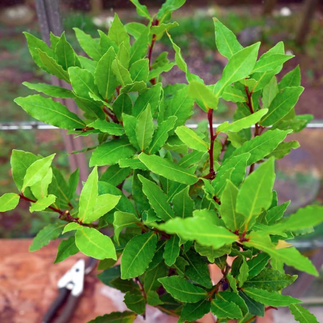 Bay Leaf Tree Live Plant | Laurus Nobilis Sweet Bay Tree | Bay Laurel Plant - 6 to 10 Inch Tall Starter Plant for Home & Garden, Well-Rooted