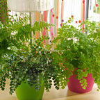 Button Fern Live Plant, Live Fern Plants in 2 Inch Pot, Air-Purifying, Low Maintenance, Perfect for Home and Office Décor, Easy Care Starter Plants