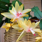 Xmas Cactus Live Plants in 4" Inch Pot | Vibrant Christmas Cactus Plants | Easy-Care Indoor Tropical Houseplant | Ideal Gift for Plant Enthusiasts